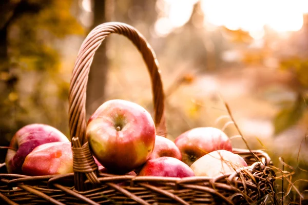 Colheita fresca de maçãs. Tema da natureza com uvas vermelhas e cesta — Fotografia de Stock