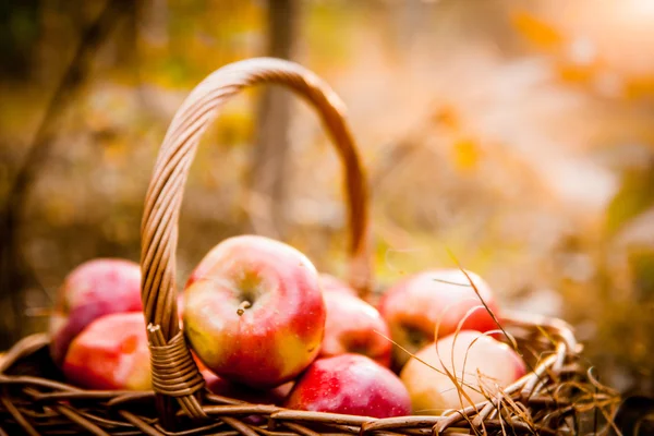 Ripe apples apples in basket — Stock Photo, Image