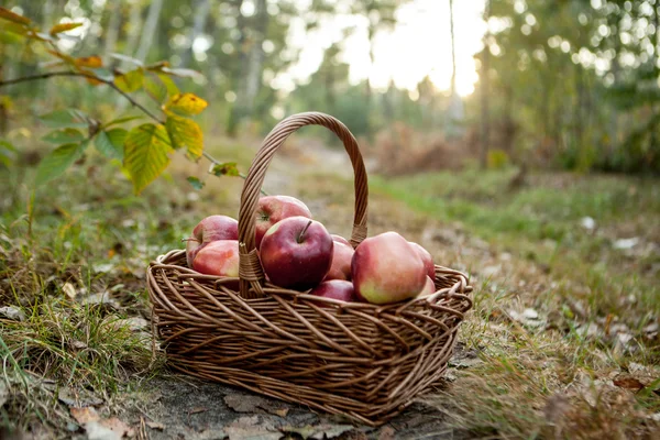 Ripe apples apples in basket — Stock Photo, Image