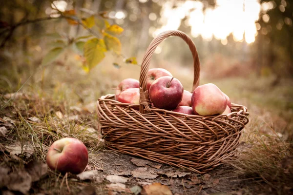 Ώριμα μήλα μήλα στο καλάθι — Φωτογραφία Αρχείου