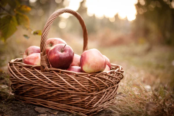 Ripe apples apples in basket — Stock Photo, Image