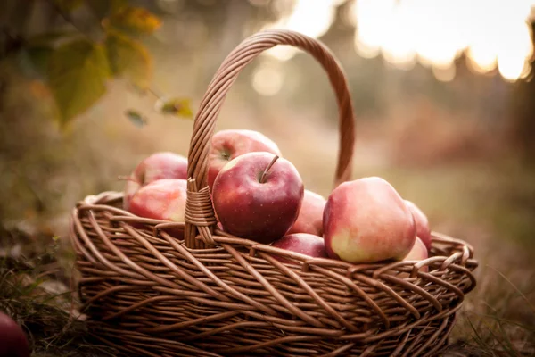 Ripe apples apples in basket — Stock Photo, Image