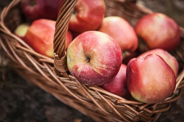 Ripe apples apples in basket — Stock Photo, Image