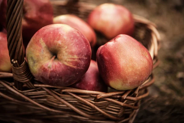 Ripe apples apples in basket — Stock Photo, Image