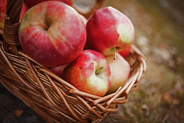 Ripe apples apples in basket — Stock Photo, Image