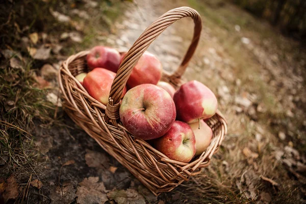 Manzanas maduras en cesta — Foto de Stock