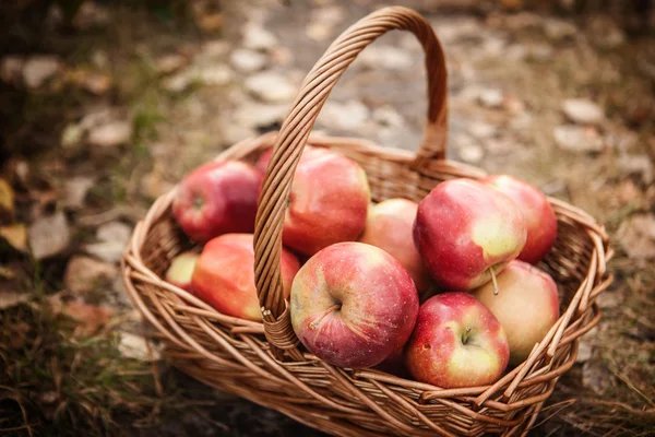 Ripe apples apples in basket — Stock Photo, Image