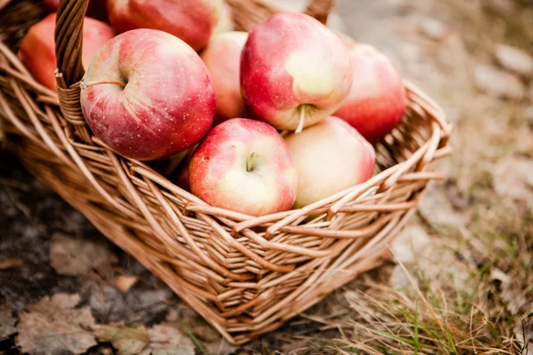 Ripe apples apples in basket — Stock Photo, Image