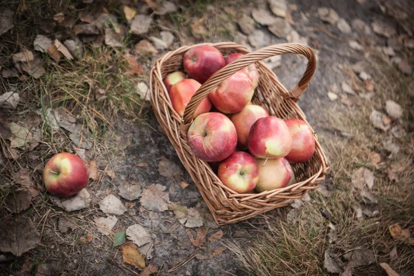 Mogna äpplen äpplen i korgen — Stockfoto