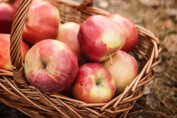 Ripe apples apples in basket Royalty Free Stock Photos