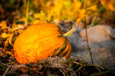 Cadılar Bayramı Balkabağı yapraklarda
