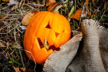 Cadılar Bayramı Balkabağı