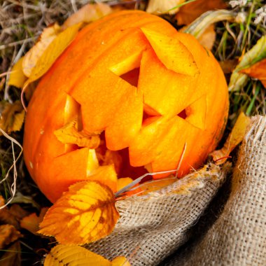 Cadılar Bayramı Balkabağı
