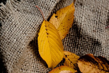 Çul sonbahar yaprakları