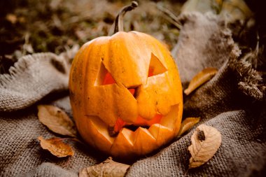 Cadılar Bayramı Balkabağı