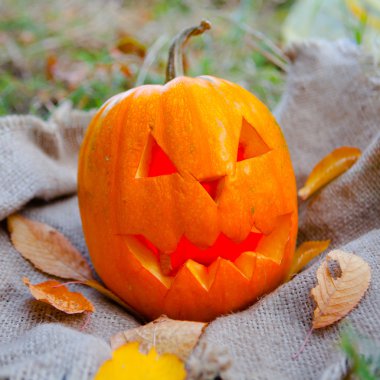 Cadılar Bayramı Balkabağı