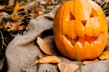 Cadılar Bayramı Balkabağı