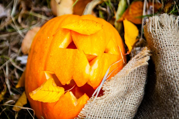 Halloween pumpkin — Stock Photo, Image