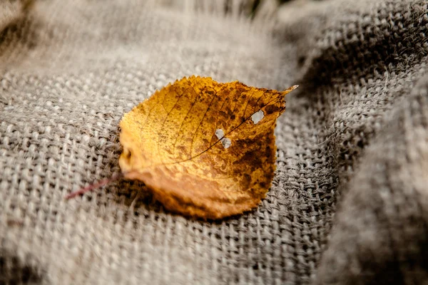 Autumn leave on sackcloth — Stock Photo, Image