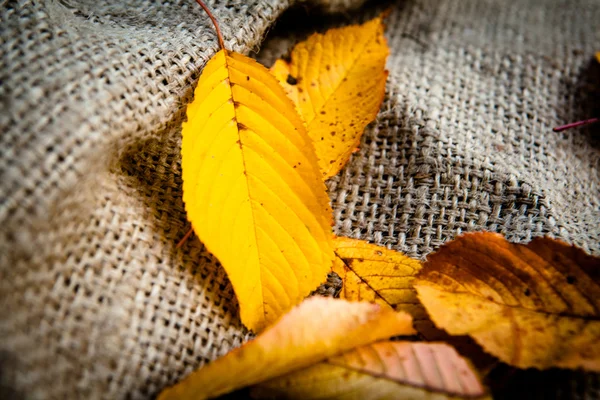 Осенние листья на мешковине — стоковое фото