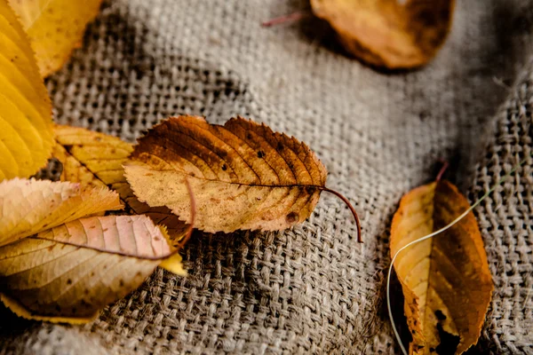 Осенние листья на мешковине — стоковое фото