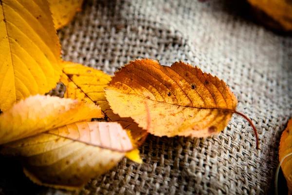 Herfstbladeren op zak — Stockfoto