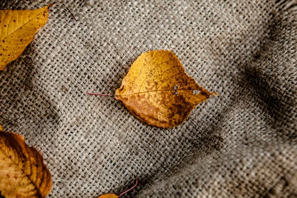 가 잎 자루에 — 스톡 사진