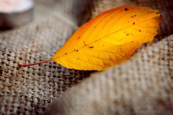 荒布を着た秋休暇 — ストック写真