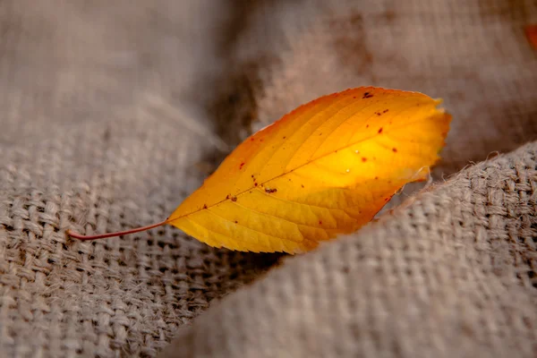 Licença de outono em pano de saco — Fotografia de Stock