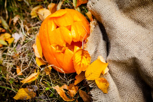 Halloween pumpkin Royalty Free Stock Images