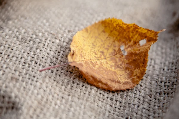Autumn leave on sackcloth Royalty Free Stock Images