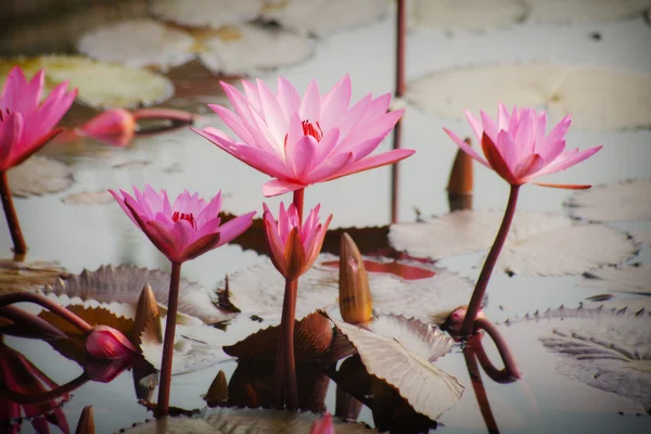 Lotus flowers in pond — Stock Photo, Image