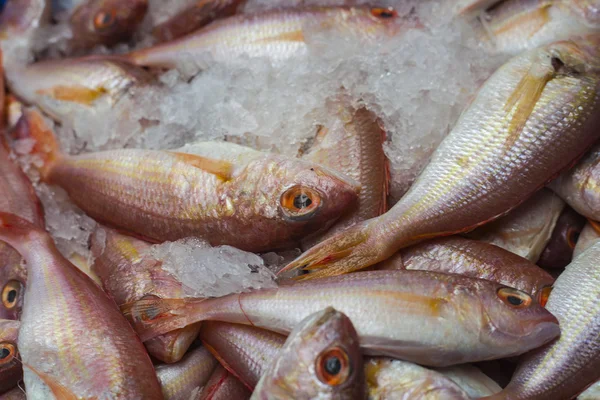 Sea fish — Stock Photo, Image