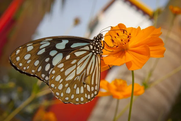 Big exotic blue butterfly on flower — Stock Photo, Image