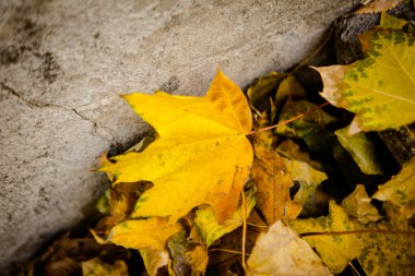 Zemin üzerinde altın sonbahar yaprakları.