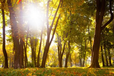 Güzel sonbahar Park sonbahar yaprakları.