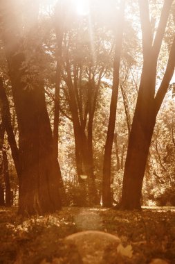 Güneş ışınları ile sonbahar ahşap