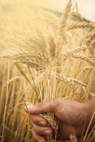 Uši pšenice dotek ruky — Stock fotografie