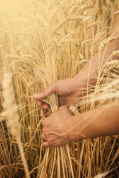 Mano tocar espigas de trigo — Foto de Stock