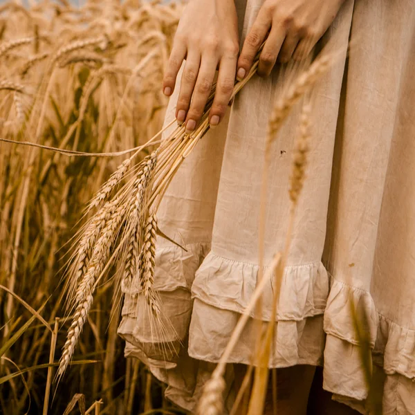 Zralé uši pšenice v rukou ženy — Stock fotografie