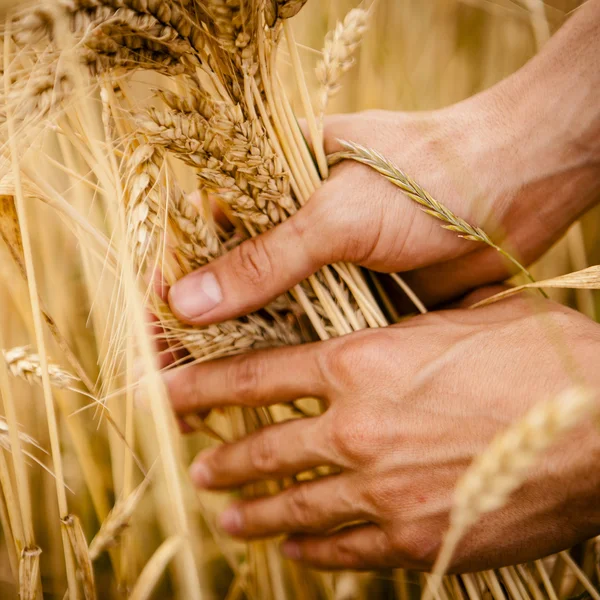 Mano tocar espigas de trigo — Foto de Stock