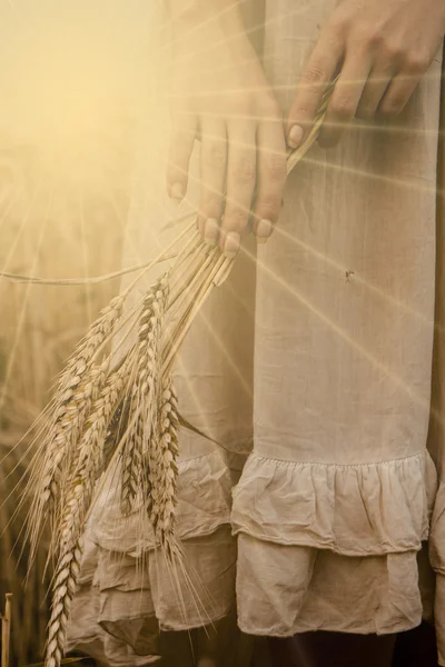 Ripe ears wheat in woman hands — Stock Photo, Image