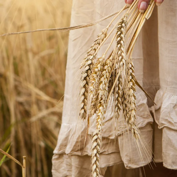 Ripe ears wheat in woman hands — Stock Photo, Image