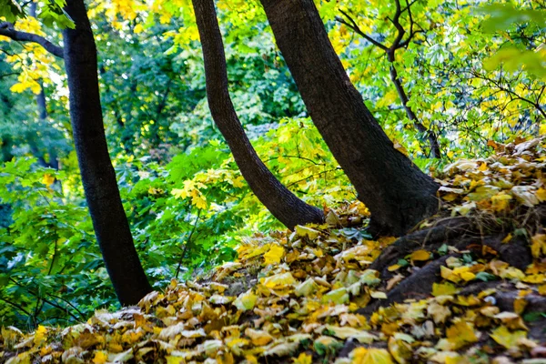 Fallen leaves near beautiful tree — Stock Photo, Image