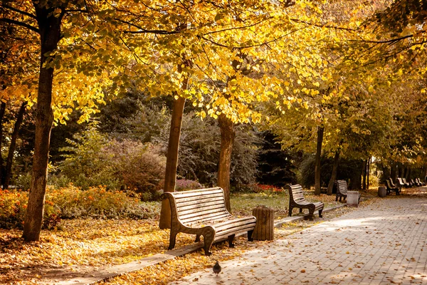 Ławki w parku jesień — Zdjęcie stockowe