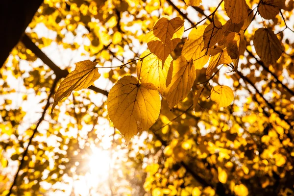 Albero con foglie gialle — Foto Stock