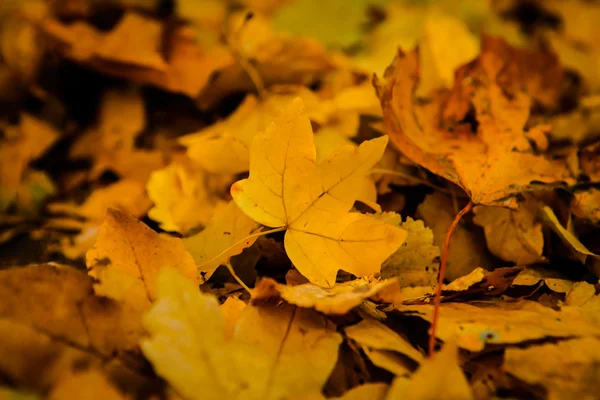 Hojas doradas de otoño en tierra . —  Fotos de Stock