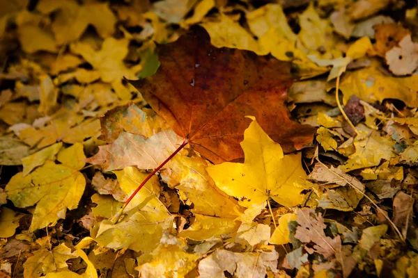 Golden autumn leaves on ground. — Stock Photo, Image