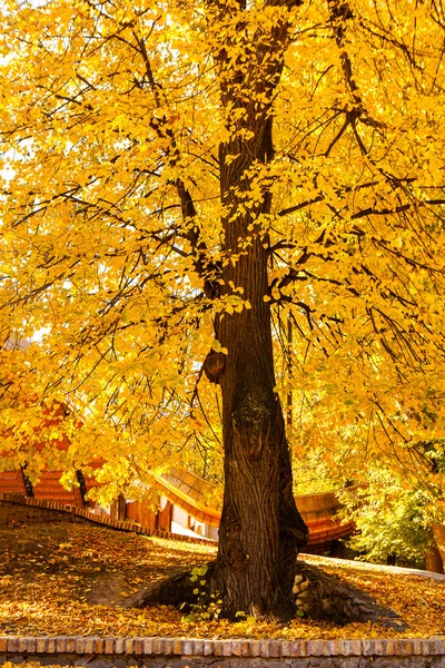 Kleurrijk gebladerte in het herfstpark — Stockfoto