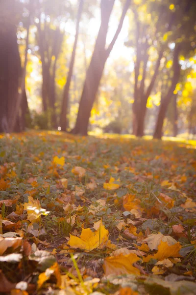 Φθινοπωρινά φύλλα στο όμορφο πτώση πάρκο. — Φωτογραφία Αρχείου